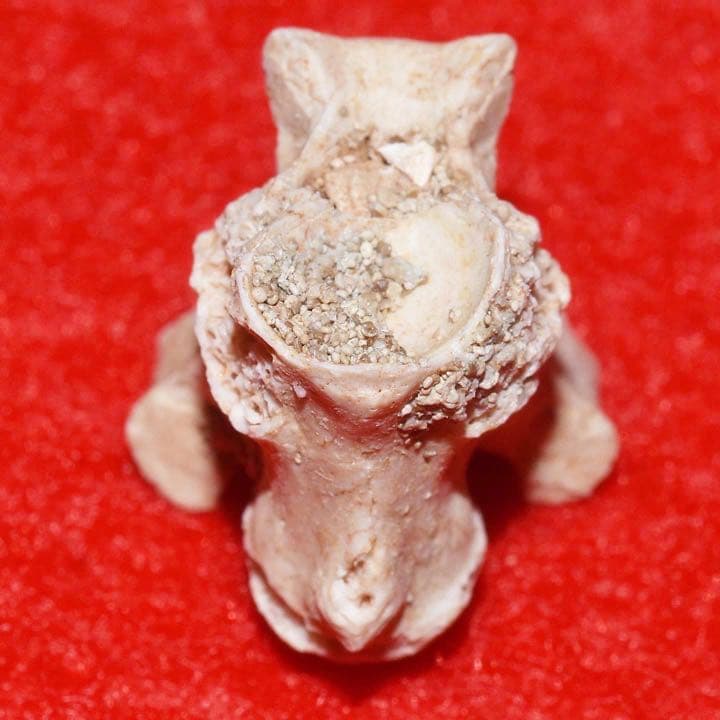 モロッコ産 パラエオフィスの椎骨化石