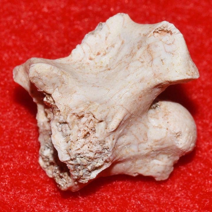 モロッコ産 パラエオフィスの椎骨化石