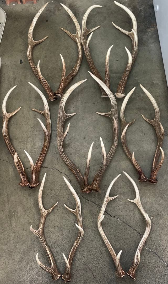エゾシカ　角　7対14本　狩猟　北海道　蝦夷鹿