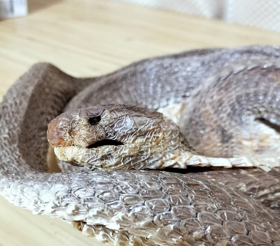 標本　コブラ　剥製