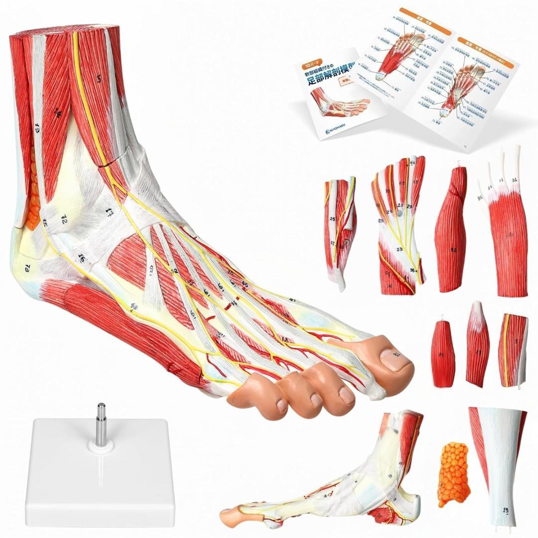 足部解剖模型 軟部組織付き 人体模型 足関節 10パーツ 等身大 足骨模型