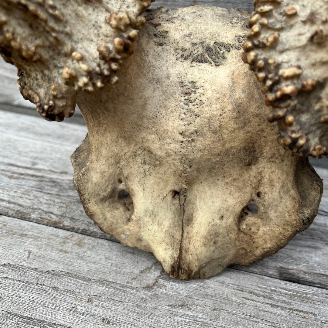 ヴィンテージ鹿ツノ