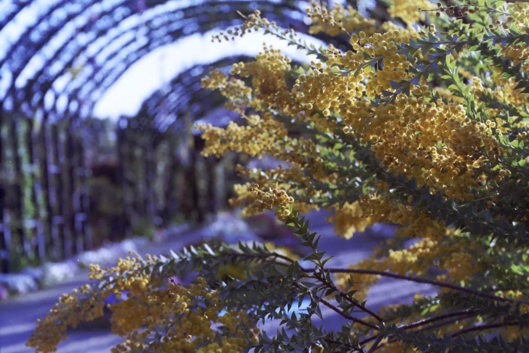 実写確認済！IHAGEE Exa 一眼レフ オールドカメラ 世界初一眼レフ