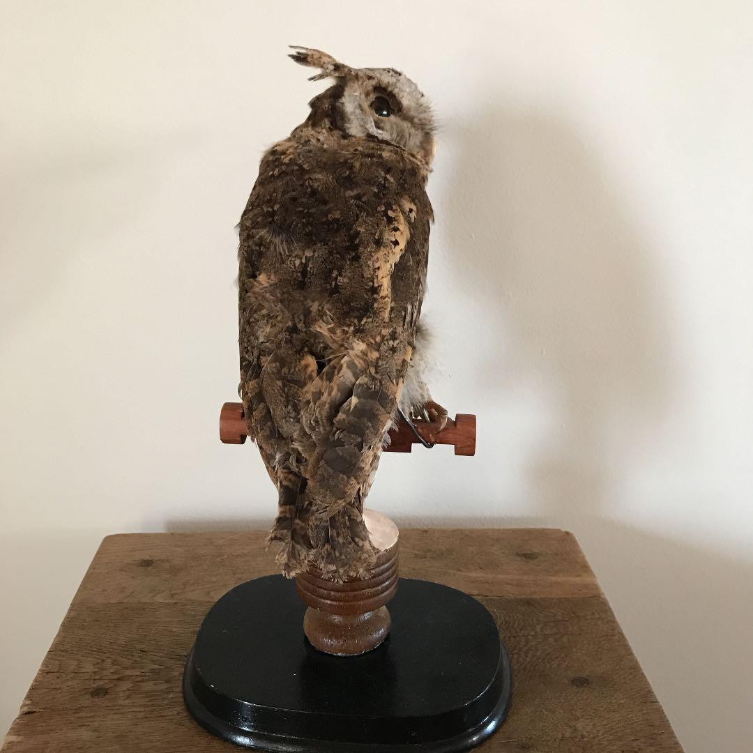 ビンテージ アンティーク　アトリエ　鳥オブジェ　レトロ　理科室