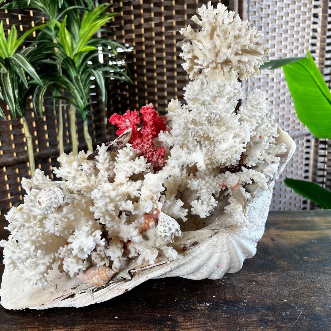 超特大 珊瑚 サンゴ コーラル ピンク オブジェ インテリア 貝