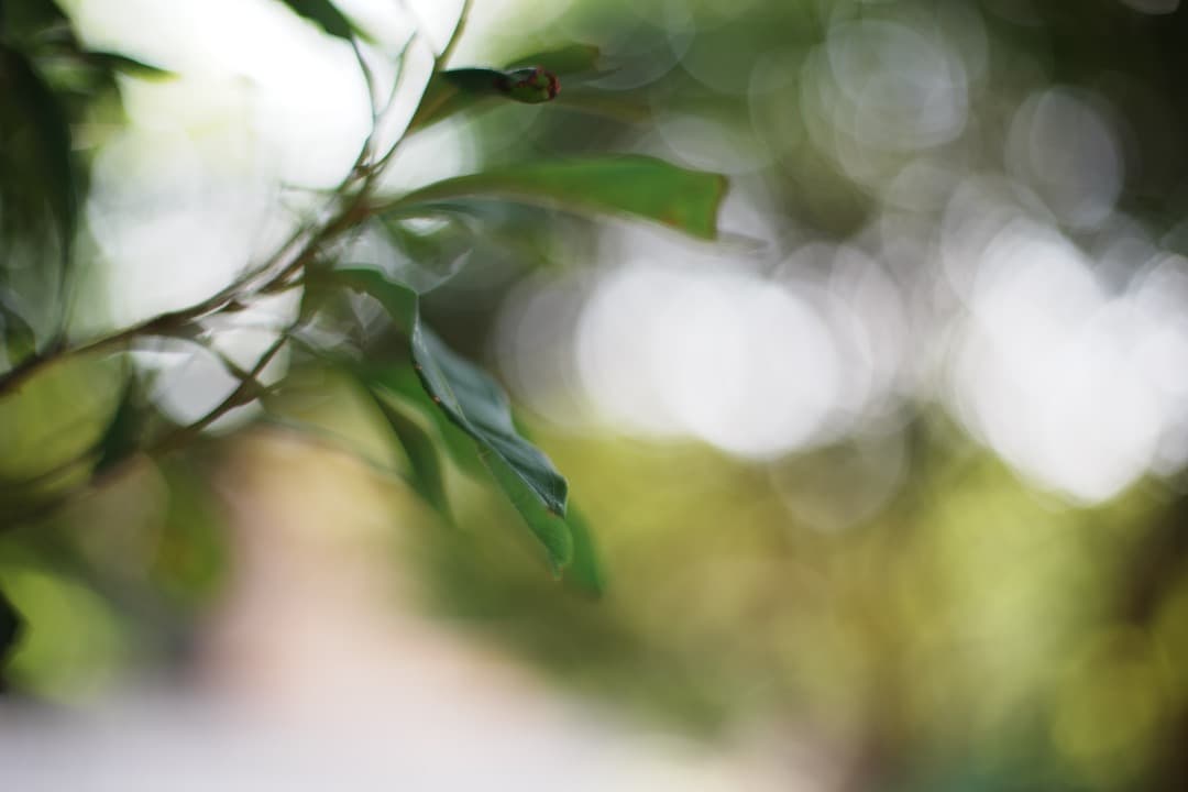 【極美品】Carl Zeiss Planar 50mm F1.4 MMJ 904