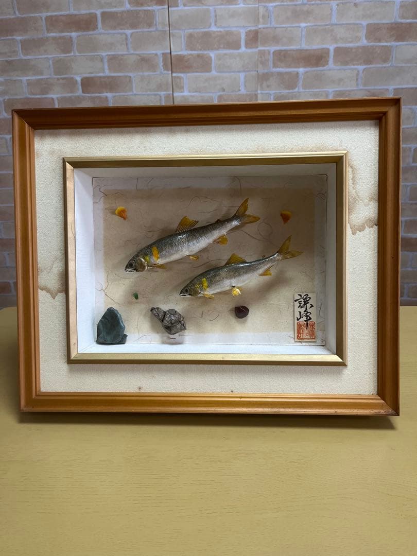 アユ　鮎の剥製　壁掛け