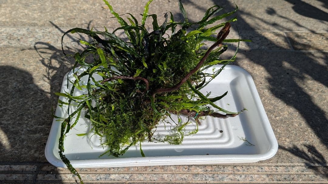 ミクロソリウム本ナロー大株、ウィーピングモス自然活着のとても特徴がある枝流木