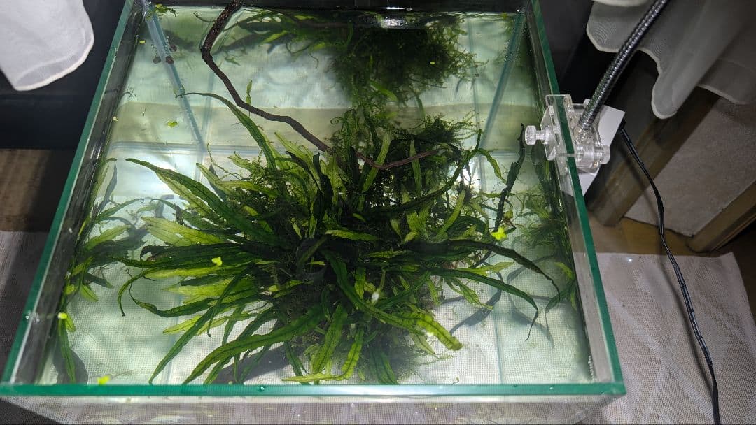 ミクロソリウム本ナロー大株、ウィーピングモス自然活着のとても特徴がある枝流木