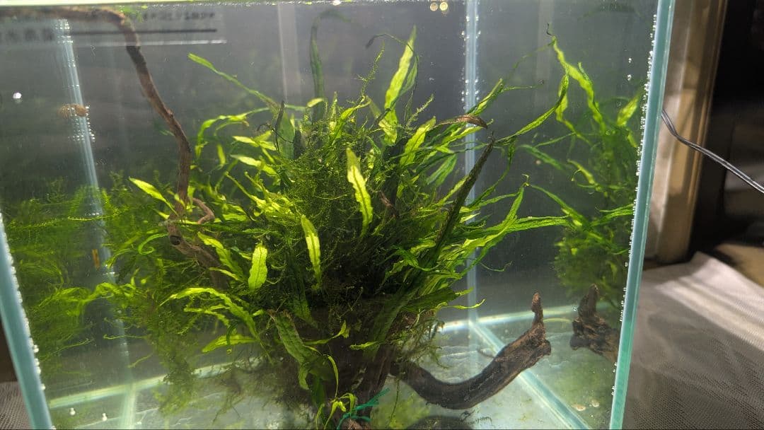 ミクロソリウム本ナロー大株、ウィーピングモス自然活着のとても特徴がある枝流木