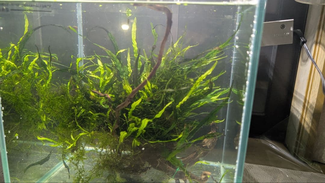 ミクロソリウム本ナロー大株、ウィーピングモス自然活着のとても特徴がある枝流木