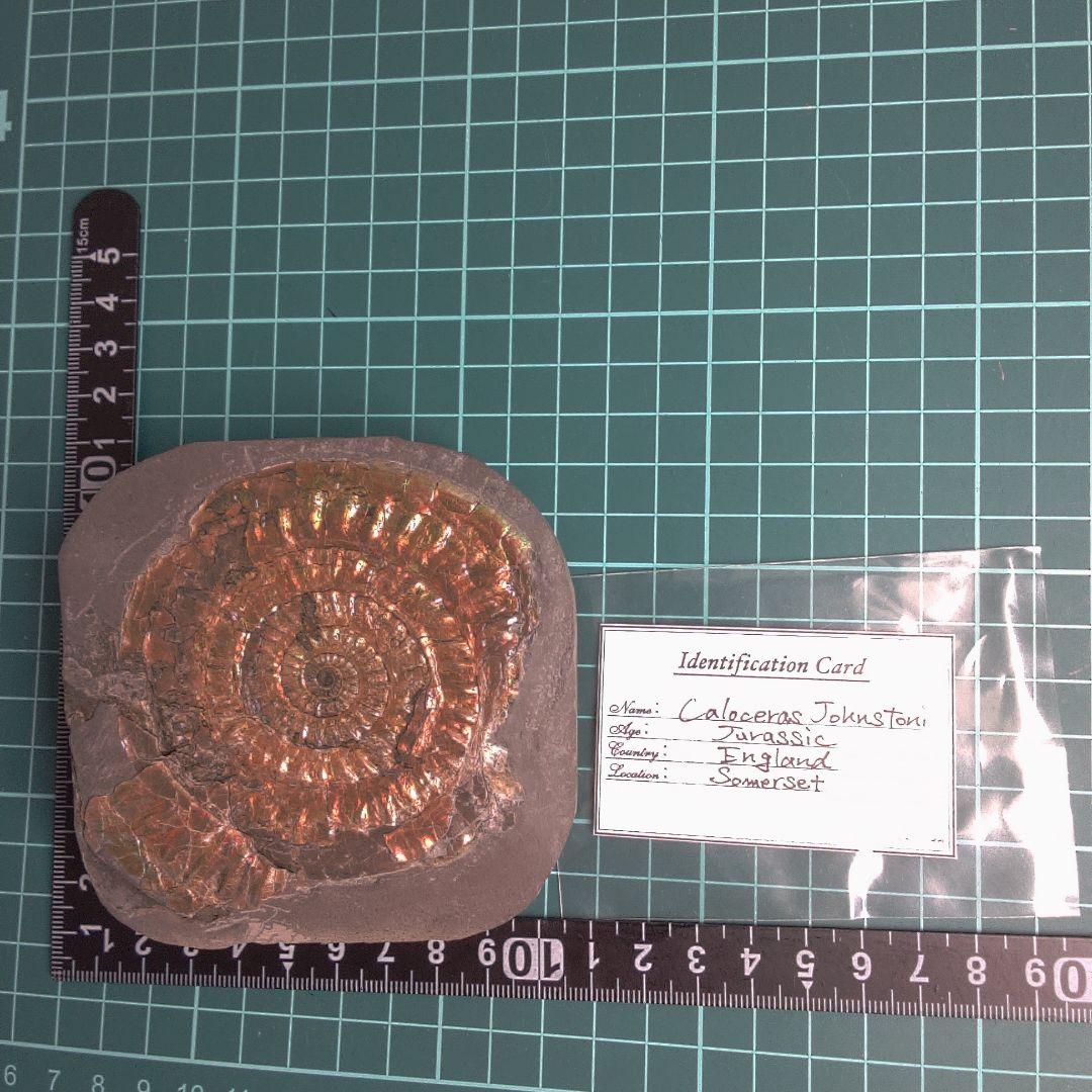小物１ Caloceras Johnstoni 化石 ジュラ紀