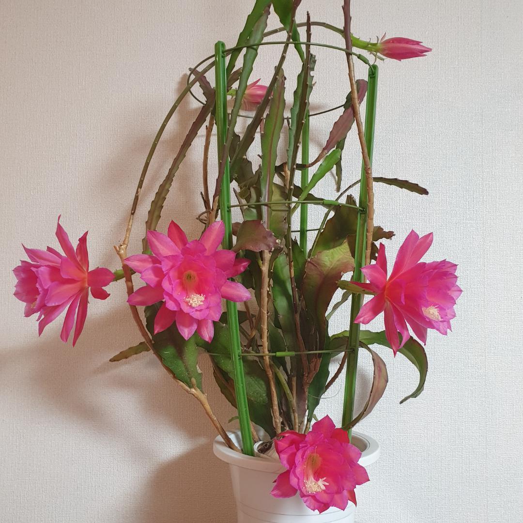 CocoDory様 孔雀サボテン 抜き苗