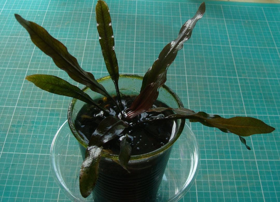 タ*ツ様 エキノドルス ホレマニー ブラッドレッド