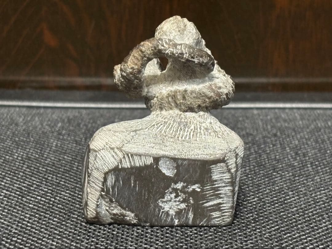 ニッポニテス　ミラビリス　芦別上流産　化石　アンモナイト　超希少　良品