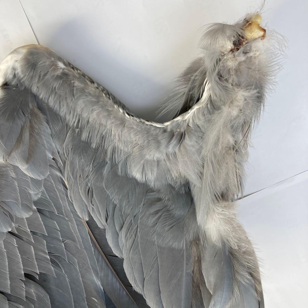 アオサギの翼標本と尾標本　鳥の羽根