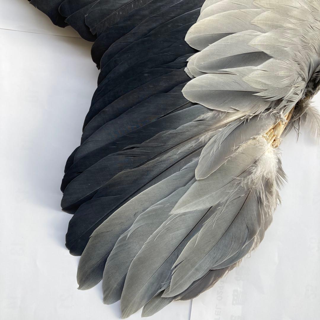 アオサギの翼標本と尾標本　鳥の羽根