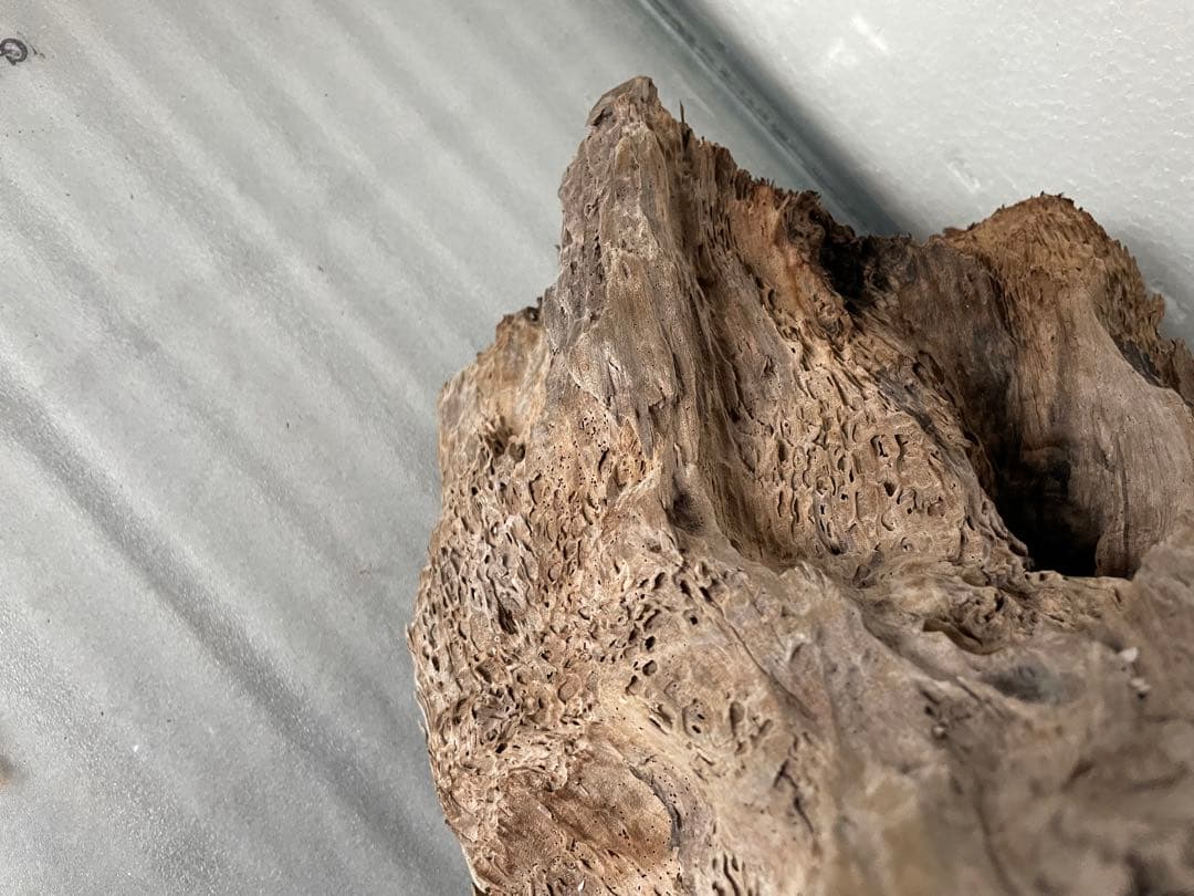 大型　☆アクアリウム　生花　テラリウム 爬虫類　天然流木 ホーンウッド　⭐︎