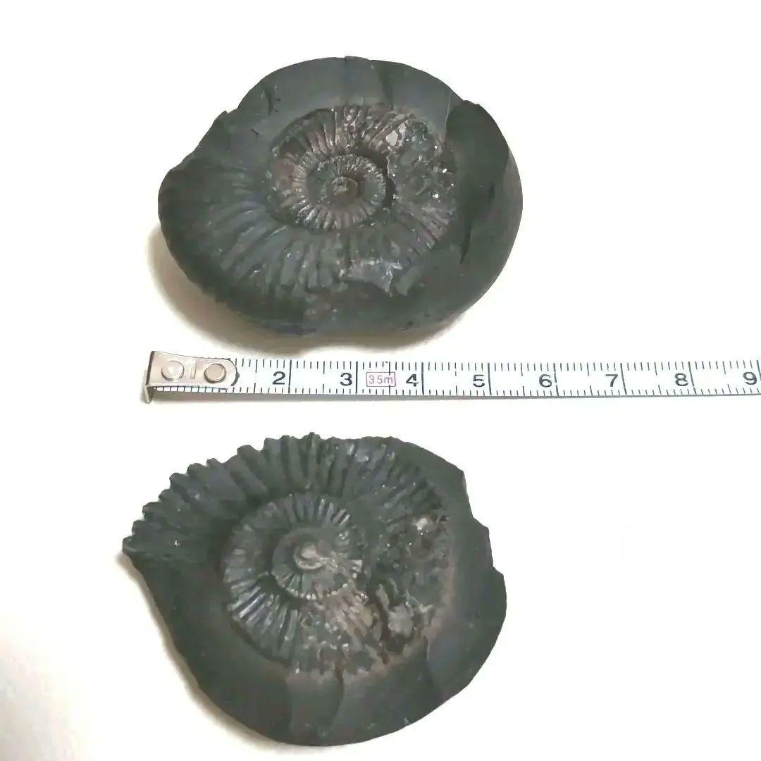 【美品】アンモナイト　3セット