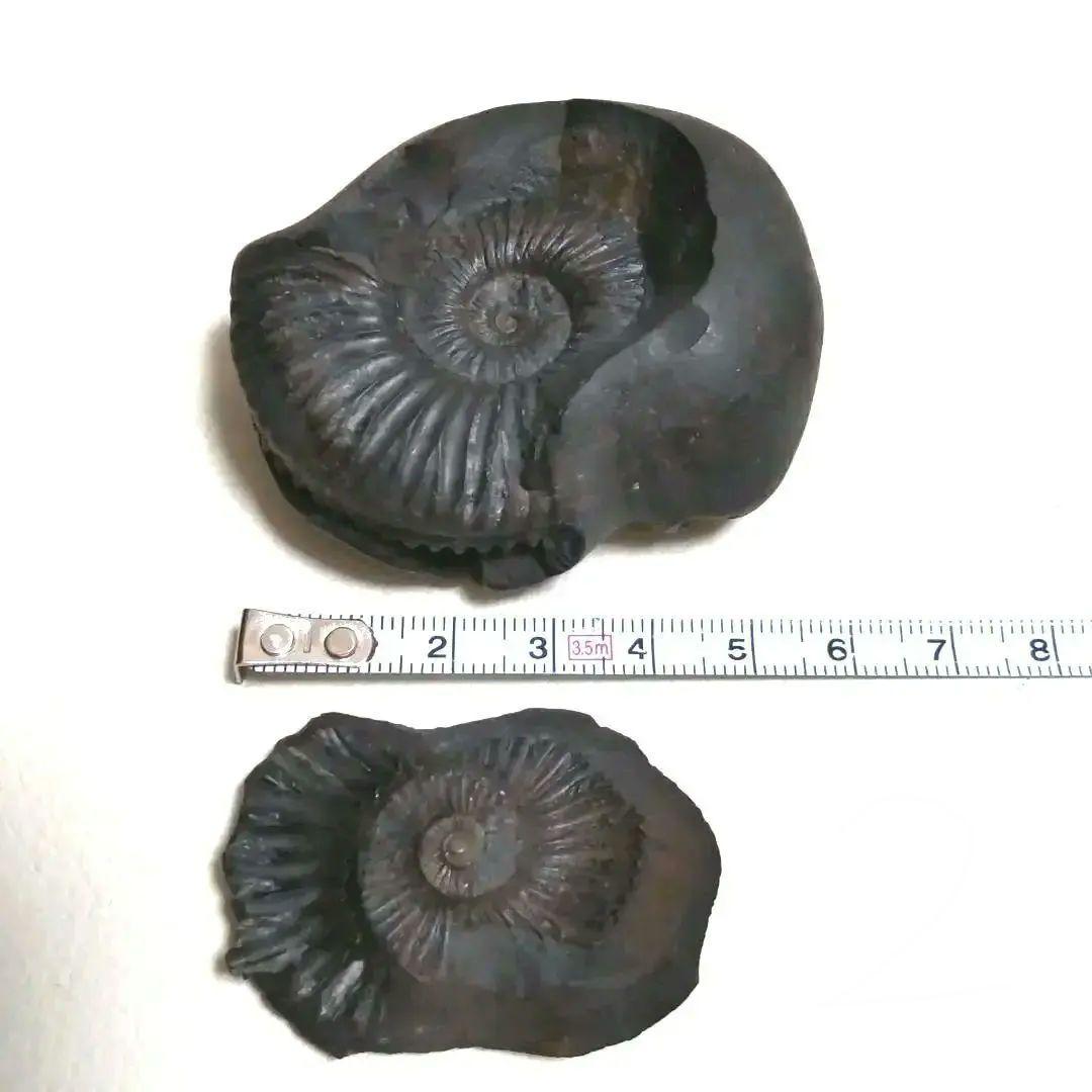 【美品】アンモナイト　3セット