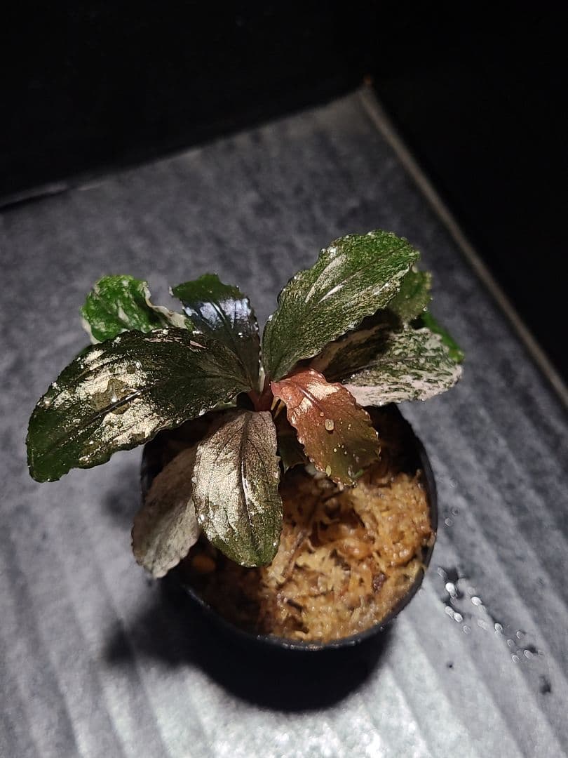 ブセファランドラ sp. ピンクバリエガータ