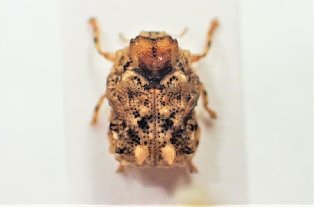 南米コブハムシの仲間 ２