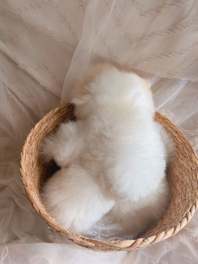 ふわふわアルパカテディベア (ペルー直輸入) ホワイト×ベージュ