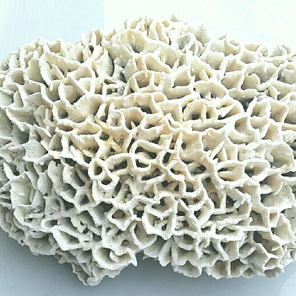 特大 飾り 珊瑚 サンゴ礁 置物 白 海水魚 水槽 レイアウト