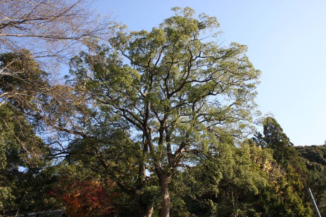 ショウゴ様　　CANON　EOS40D ダブルレンズ♥初心者　キャノン♥超望遠♥