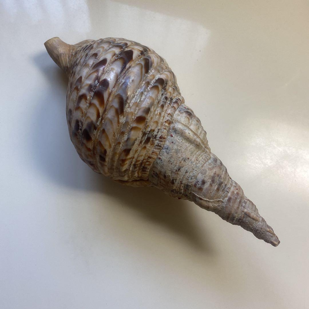 ホラ貝　法螺貝　天然　26cm