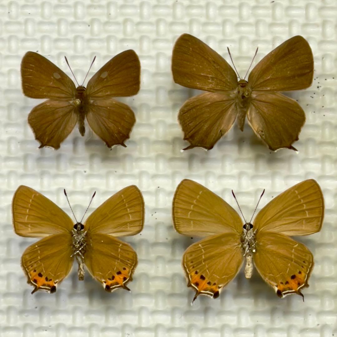 蝶標本　北海道産ミヤマカラスシジミ・オオイチモンジ♀ 野濱実秀斎