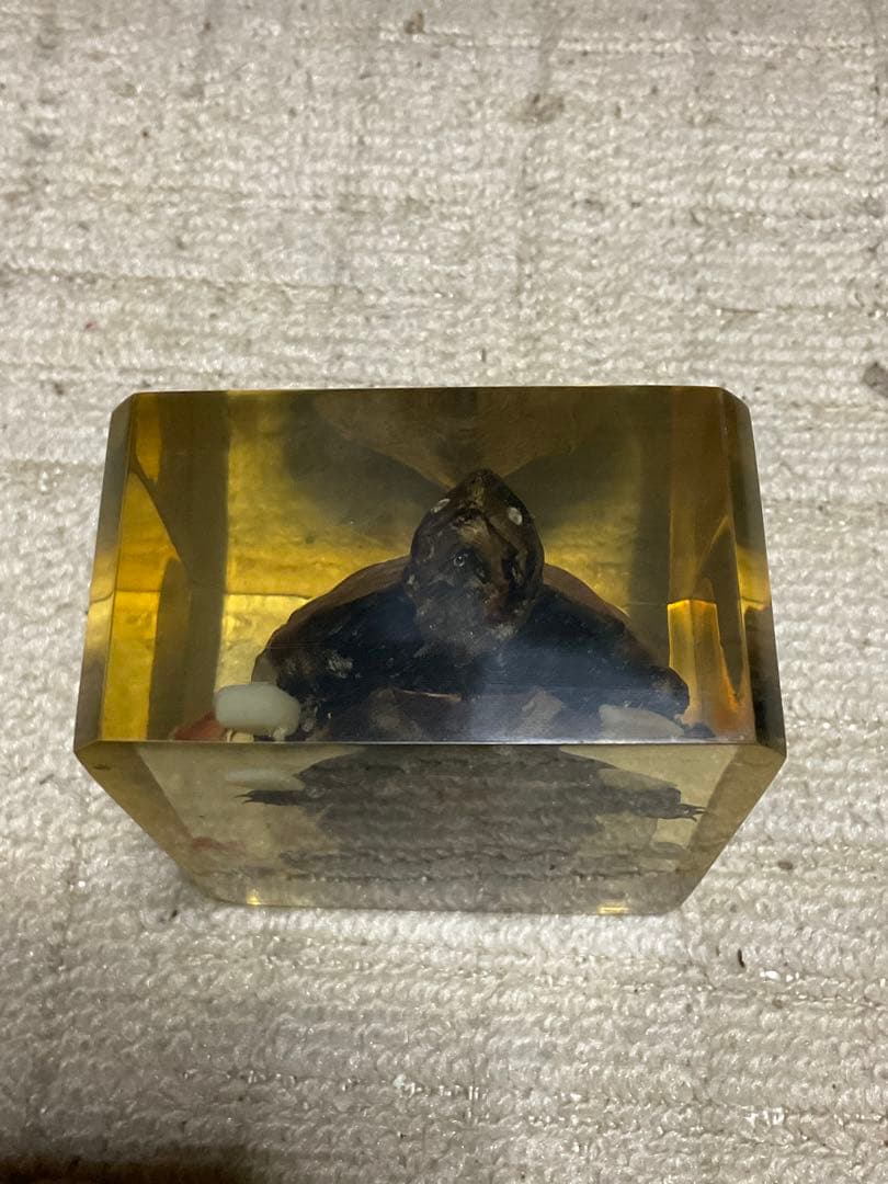 レジン亀／クサガメのレジン標本となります。【お土産品で購入した物です。】。