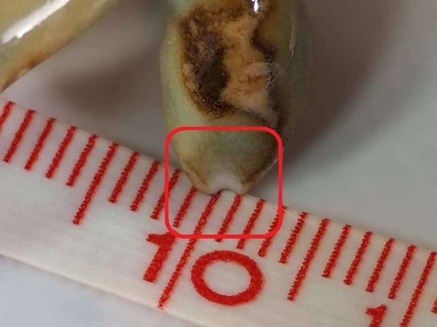 2代伊東陶山造『鹿香合』（共箱）