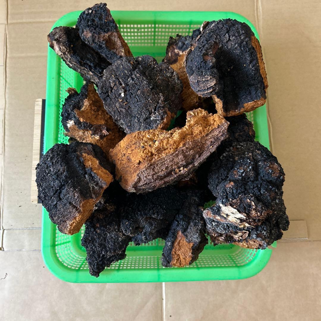 【北海道産】カバノアナタケ　2キロ（C）