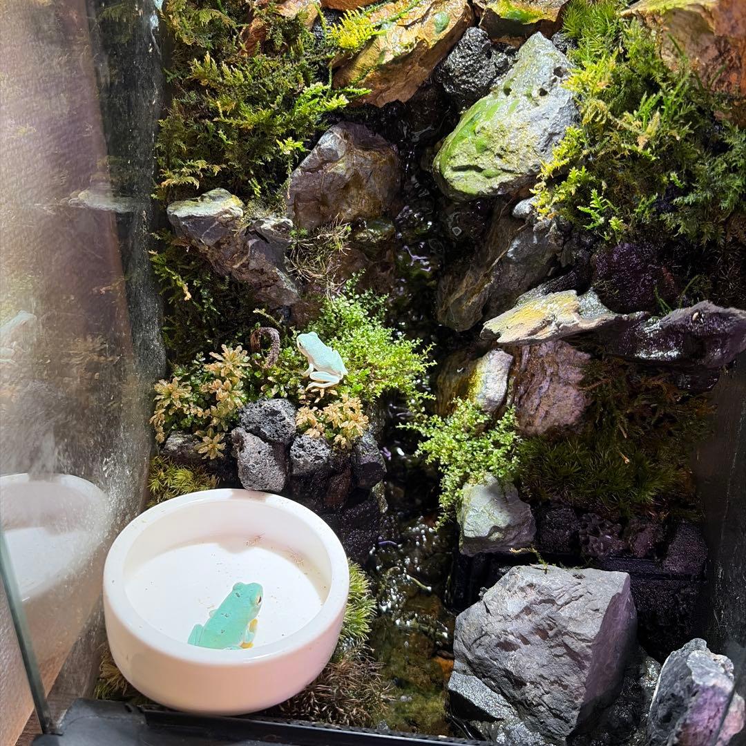 【受注生産】大きな滝のあるアクアテラリウム