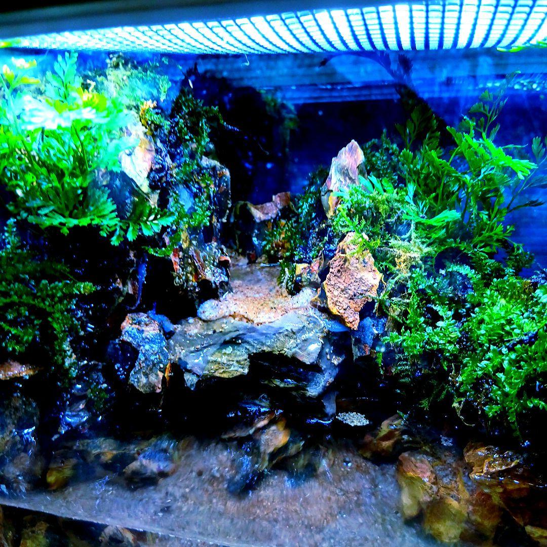 すー様オーダーページ 水槽