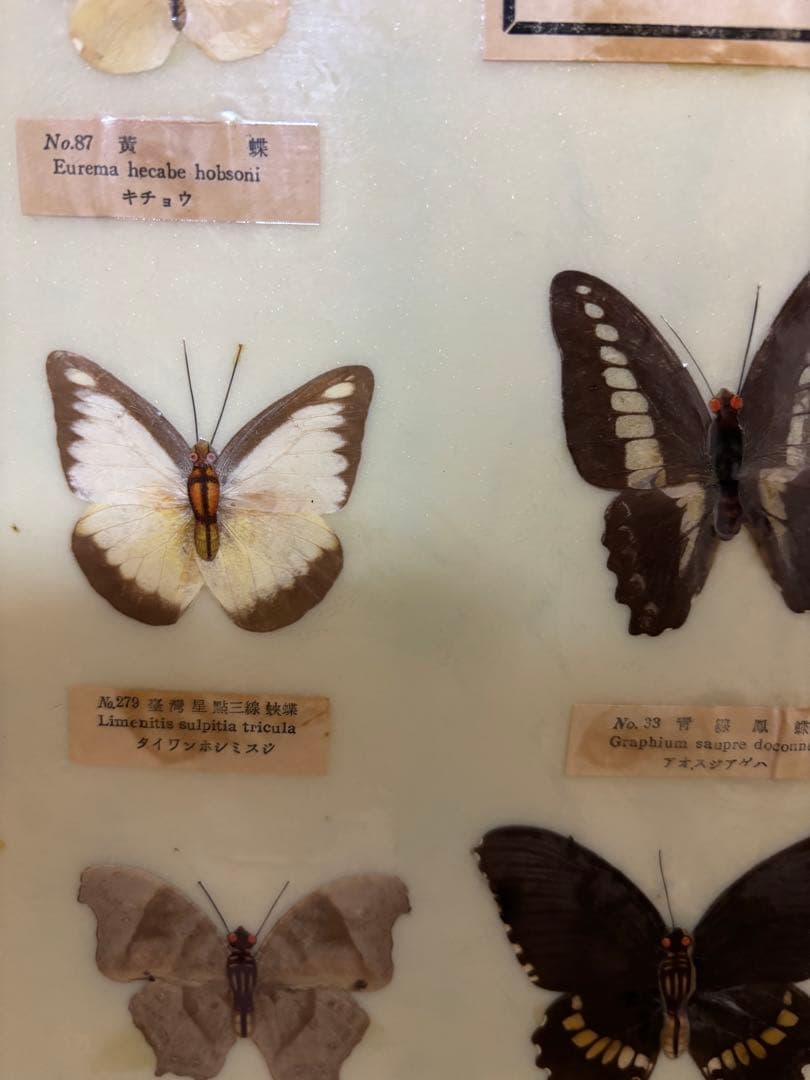 蝶標本 フレーム付き 多様な種類