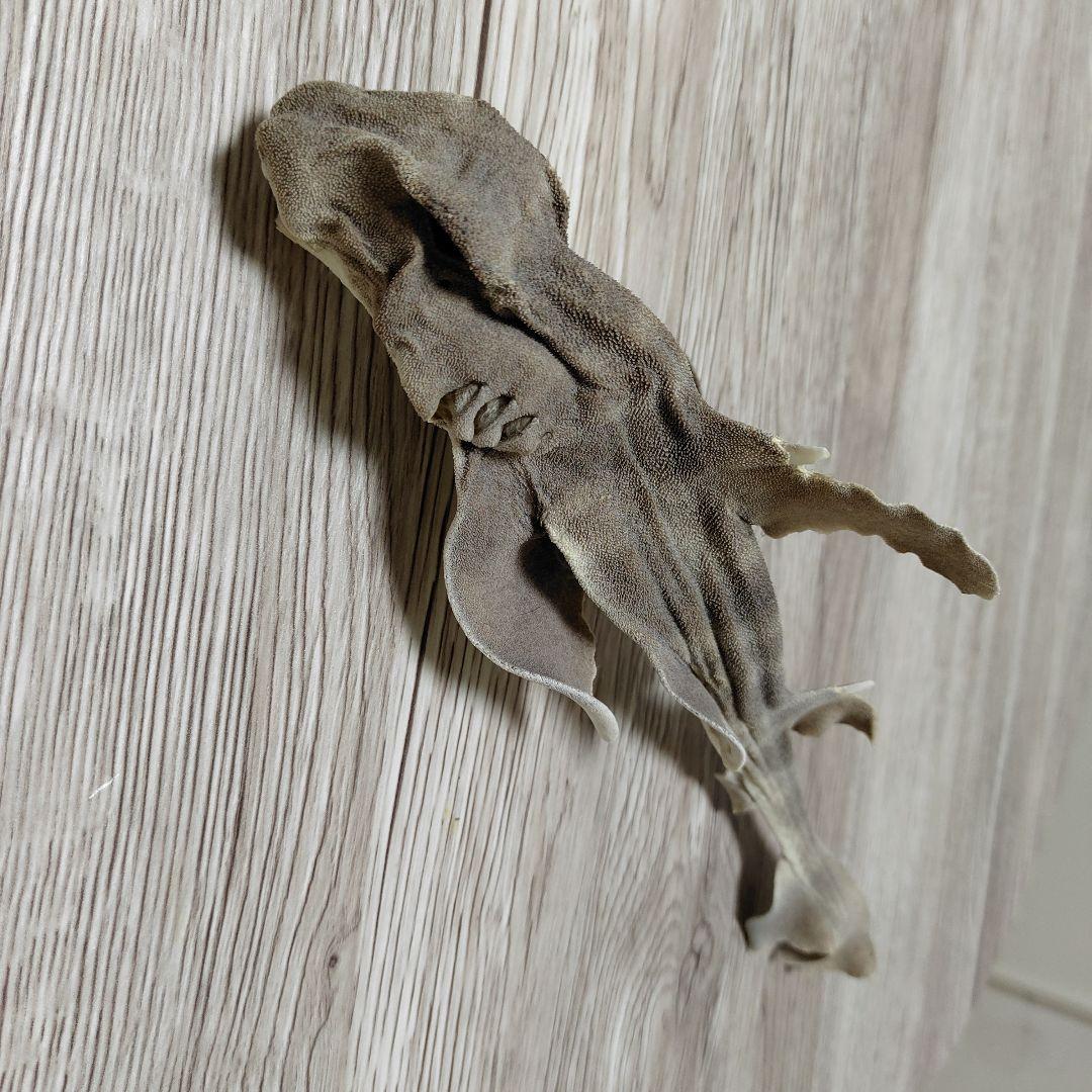 ネコザメ乾燥標本