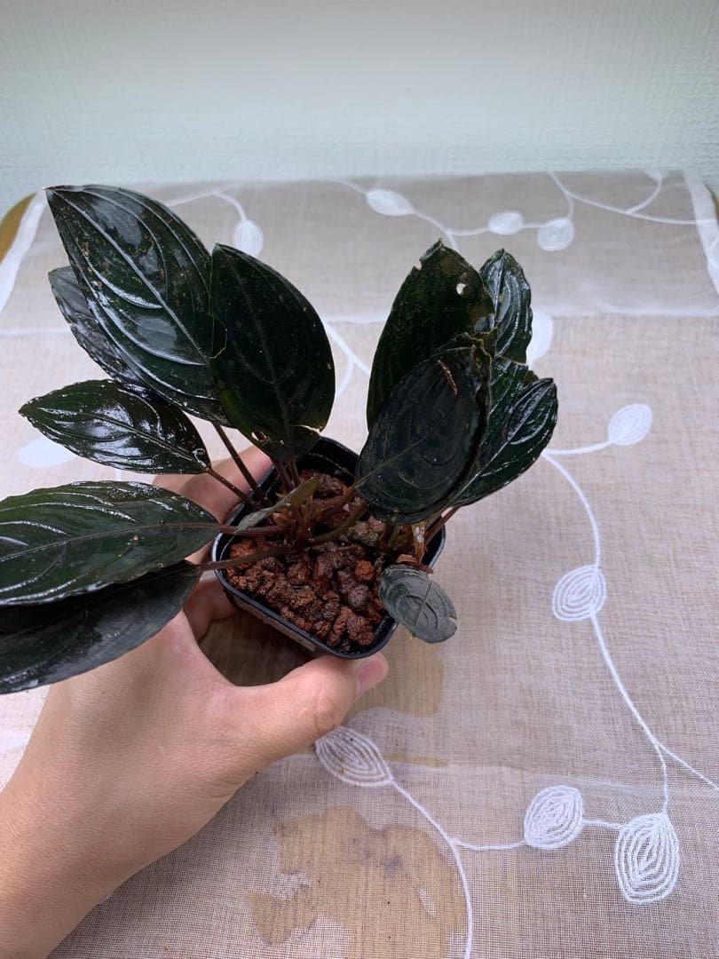 みーみ様向けまとめ出品します