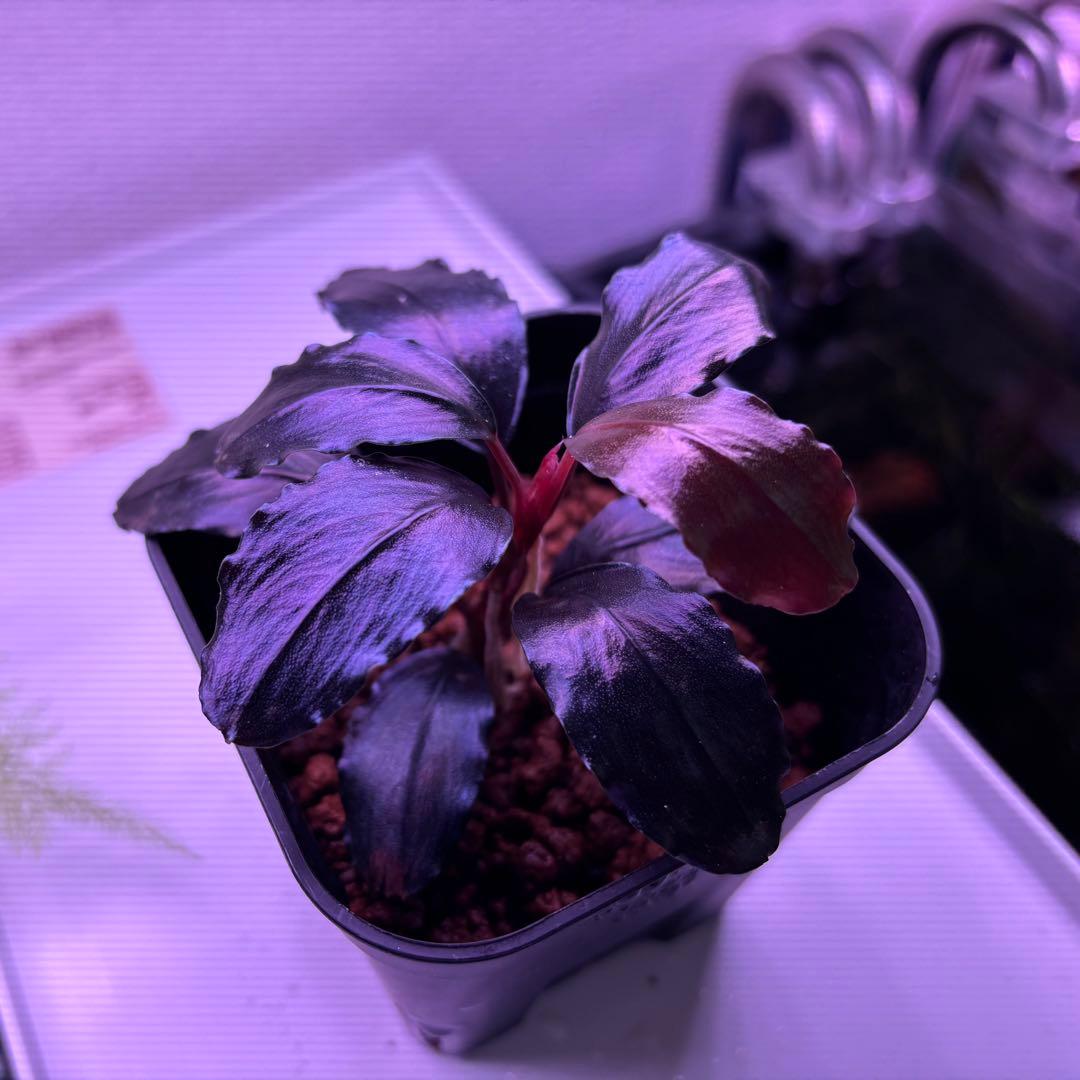 水草 Bucephalandra sp. theia blue