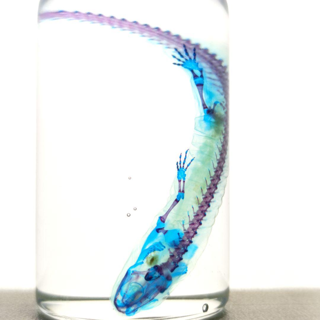 【1点物】極美品☆極希少 透明骨格標本 ハコネサンショウウオ 幼体 約50mm