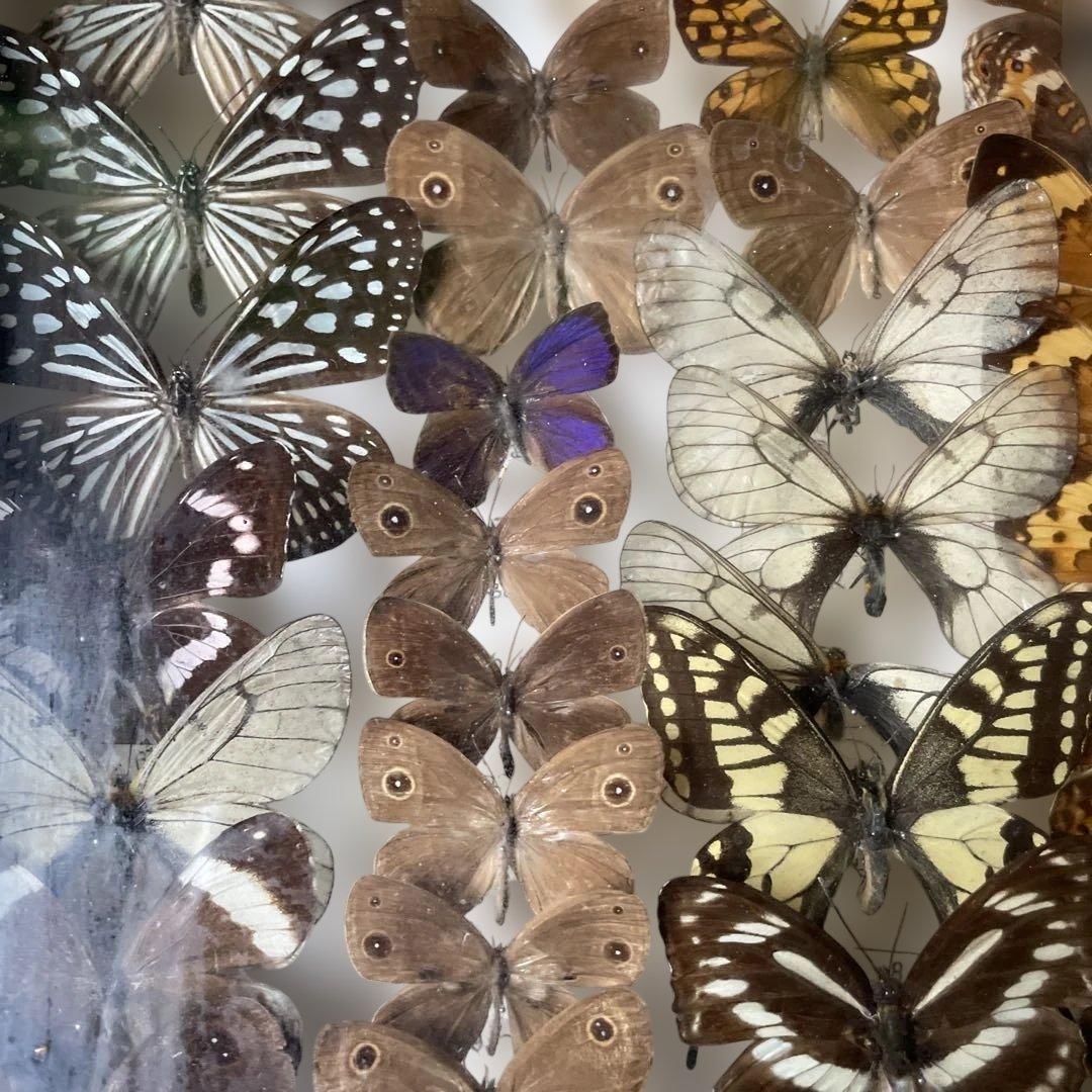 蝶の標本セット 多数4ケース