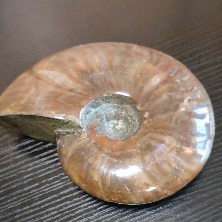 超大型マダガスカル産 アンモナイト化石