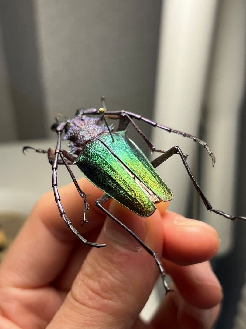 【青緑黄】ルリオニカミキリ ムラサキオニノコギリカミキリ 昆虫標本