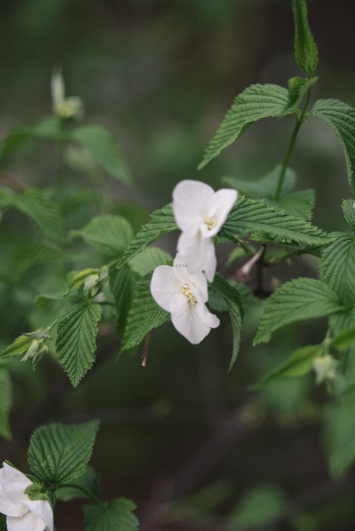 Yoshi様　Leica Elmarit 90mm F2.8オールドレンズ