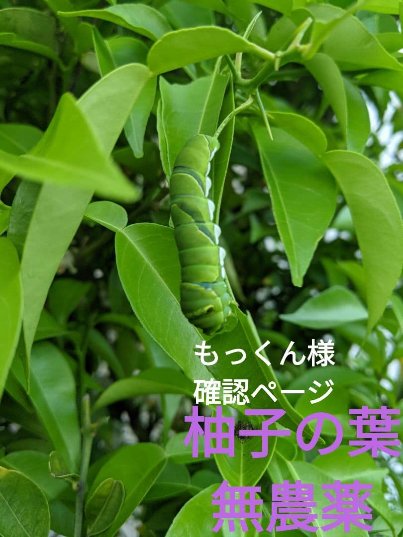 もっくん様確認用ページ　柚子の葉　無農薬