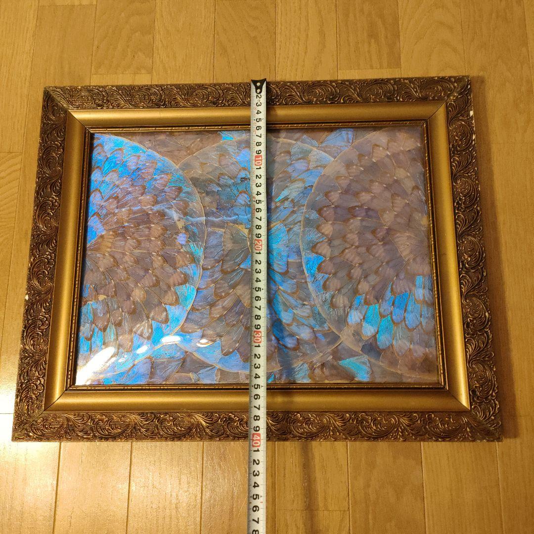 モルフォ蝶 額 蝶 インテリア アート 壁飾り 羽 額サイズ40×50cm
