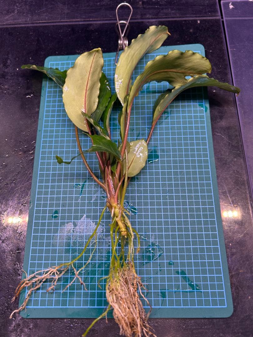 【TB便】Bucephalandra sp.Pearl gray 水上育成　大株