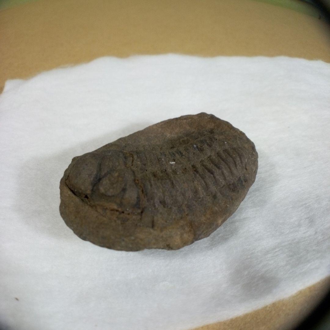 三葉虫　化石　三葉虫化石　究極のレトロ　fossil　ボリビア産　化石管理番号⑫