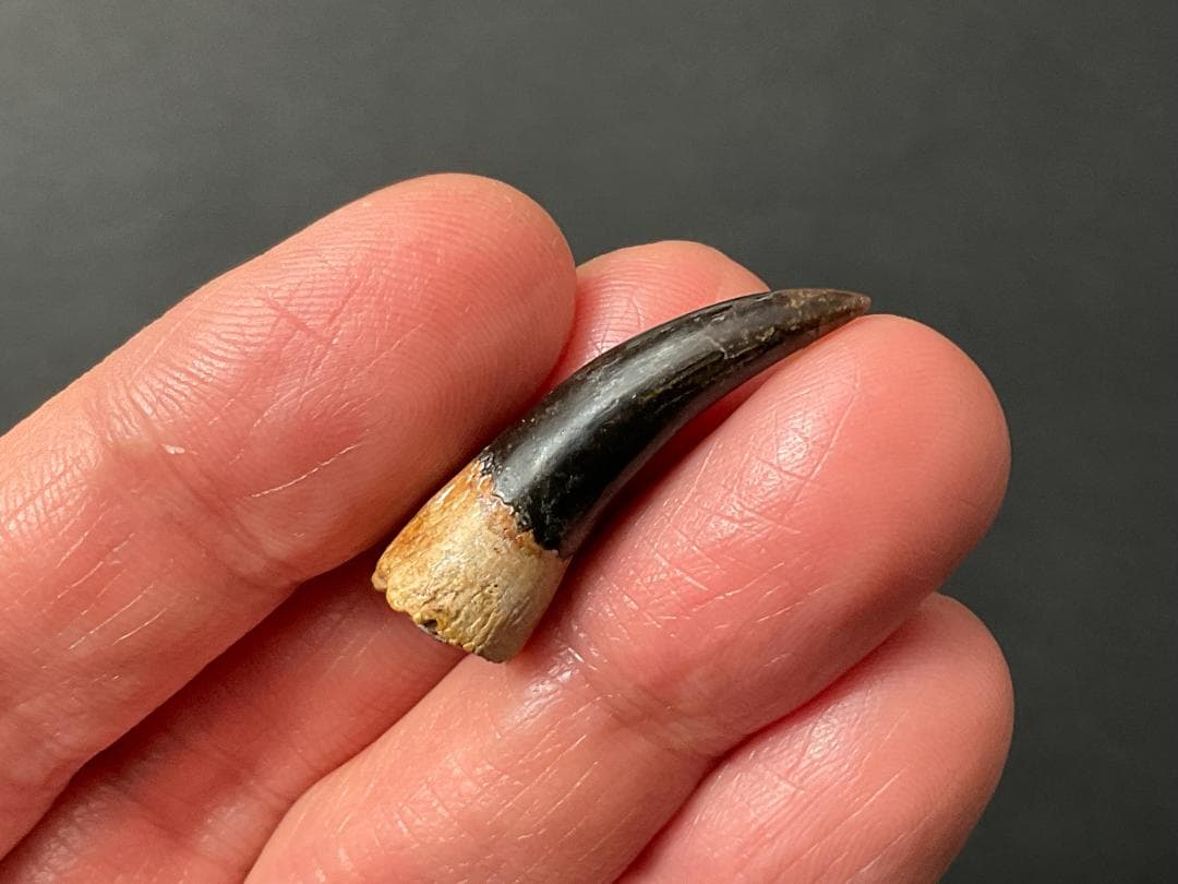 恐竜の歯 [DS361] エラスモサウルス 化石 希少 ベリーレア